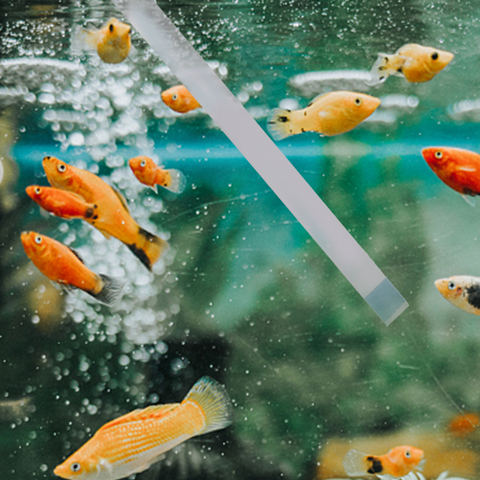 Aquarium Fish Quality - Swimming Pool Testing Strips Hot Tub