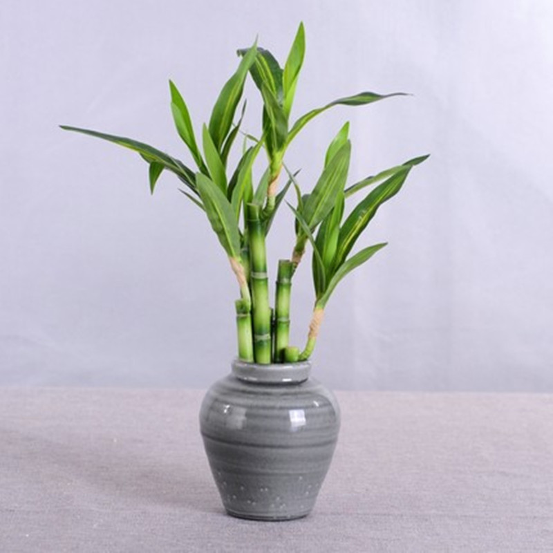 New 40cm Artificial Lucky Bamb - Aquarium Fish Names ulasan dan harga