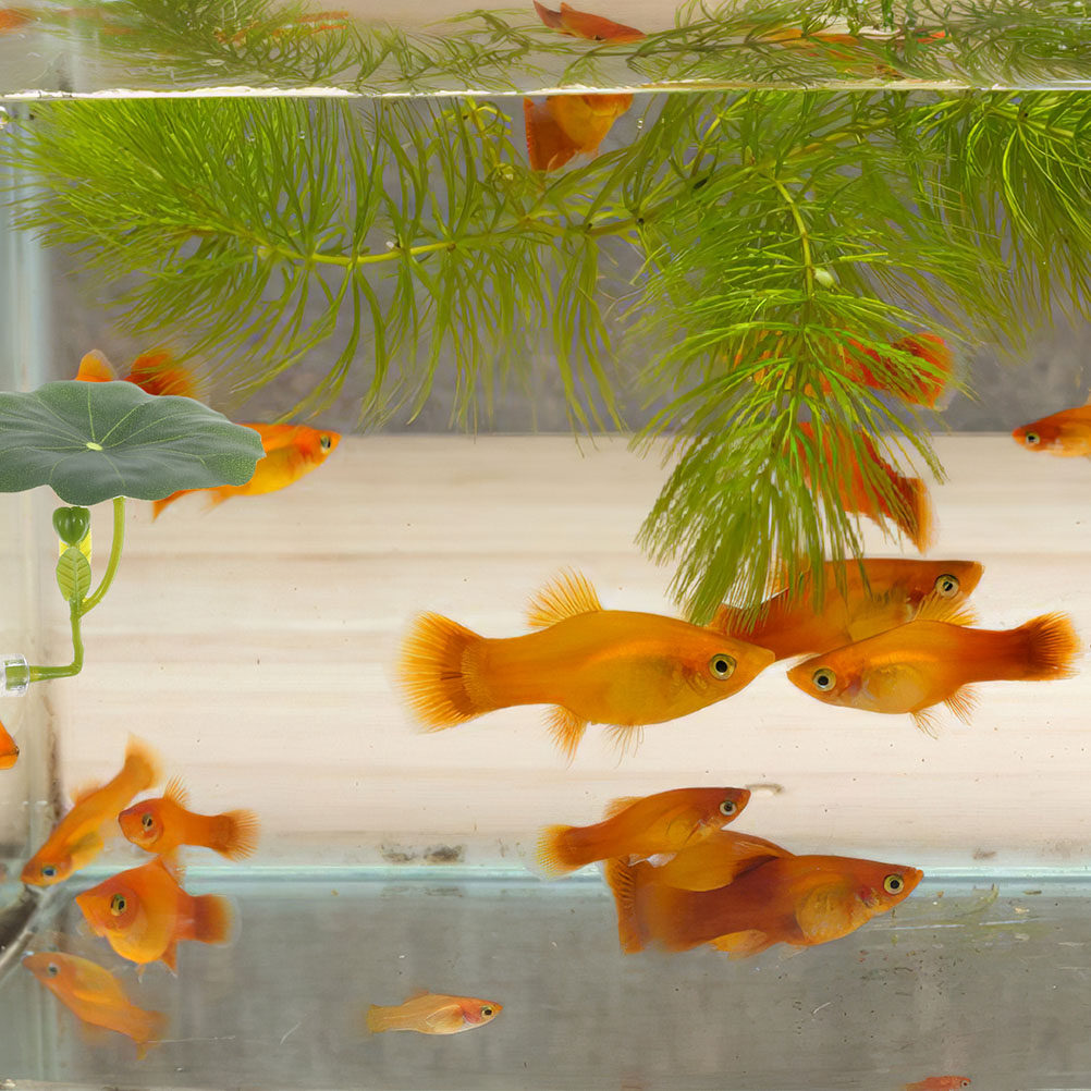 2Pcs Premium Simulation Lotus  - Aquarium Fish Hiding Spot ulasan dan harga