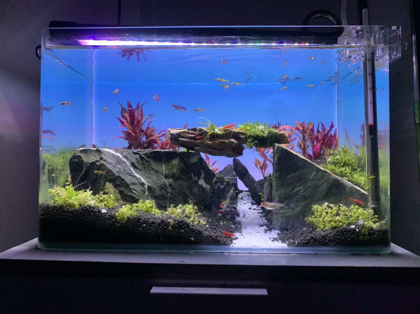 RGB Color Changing Aquarium Li - Aquarium Fish Colorful ulasan dan harga