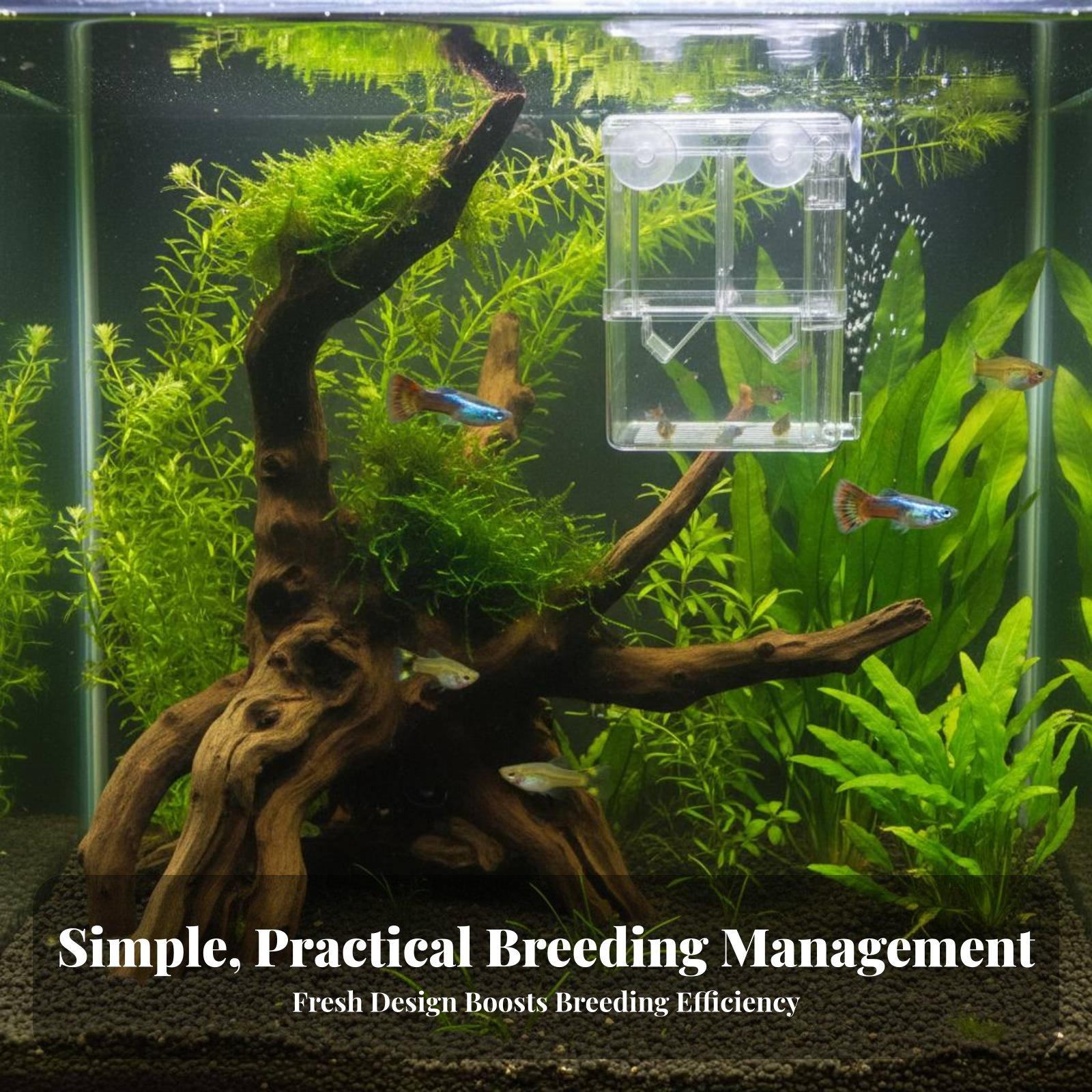 Double Layer Aquarium Breeding - Aquarium Fish Usa ulasan dan harga