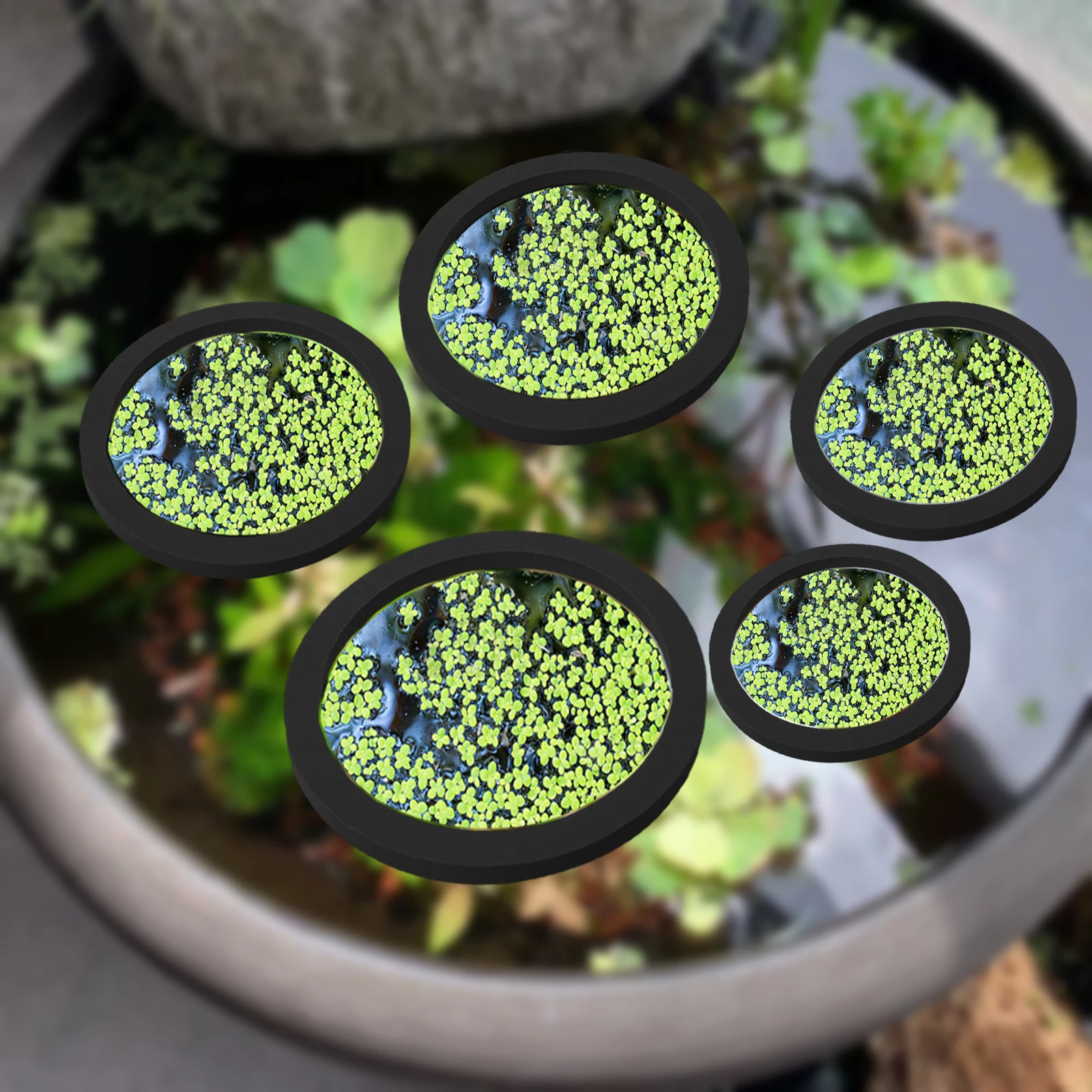 5Pcs EVA Fish Feeding Ring Aqu - Aquarium Fish Bowl ulasan dan harga