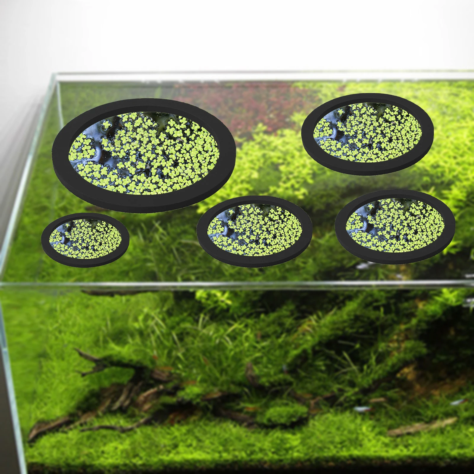 5Pcs EVA Fish Feeding Ring Aqu - Aquarium Fish Bowl ulasan dan harga