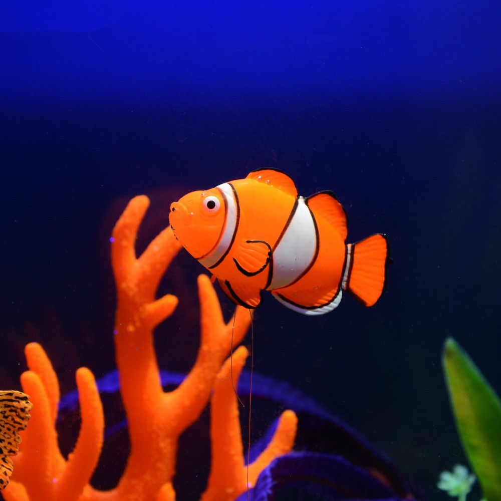 Glow in the Dark Luminous Sili - Aquarium Fish That Glow In The Dark ulasan dan harga