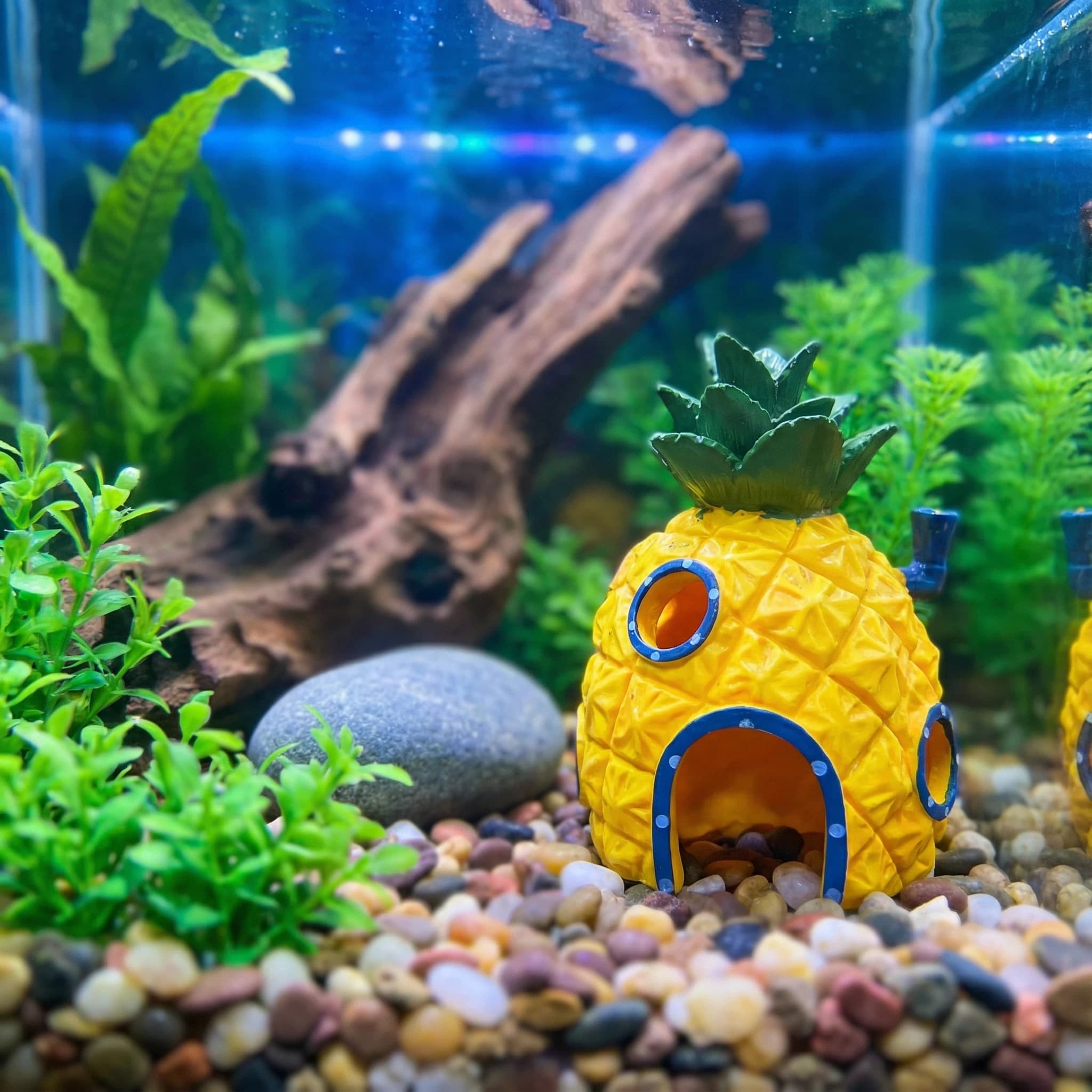 Pineapple House Aquarium Decor - Aquarium Fish Hideout ulasan dan harga