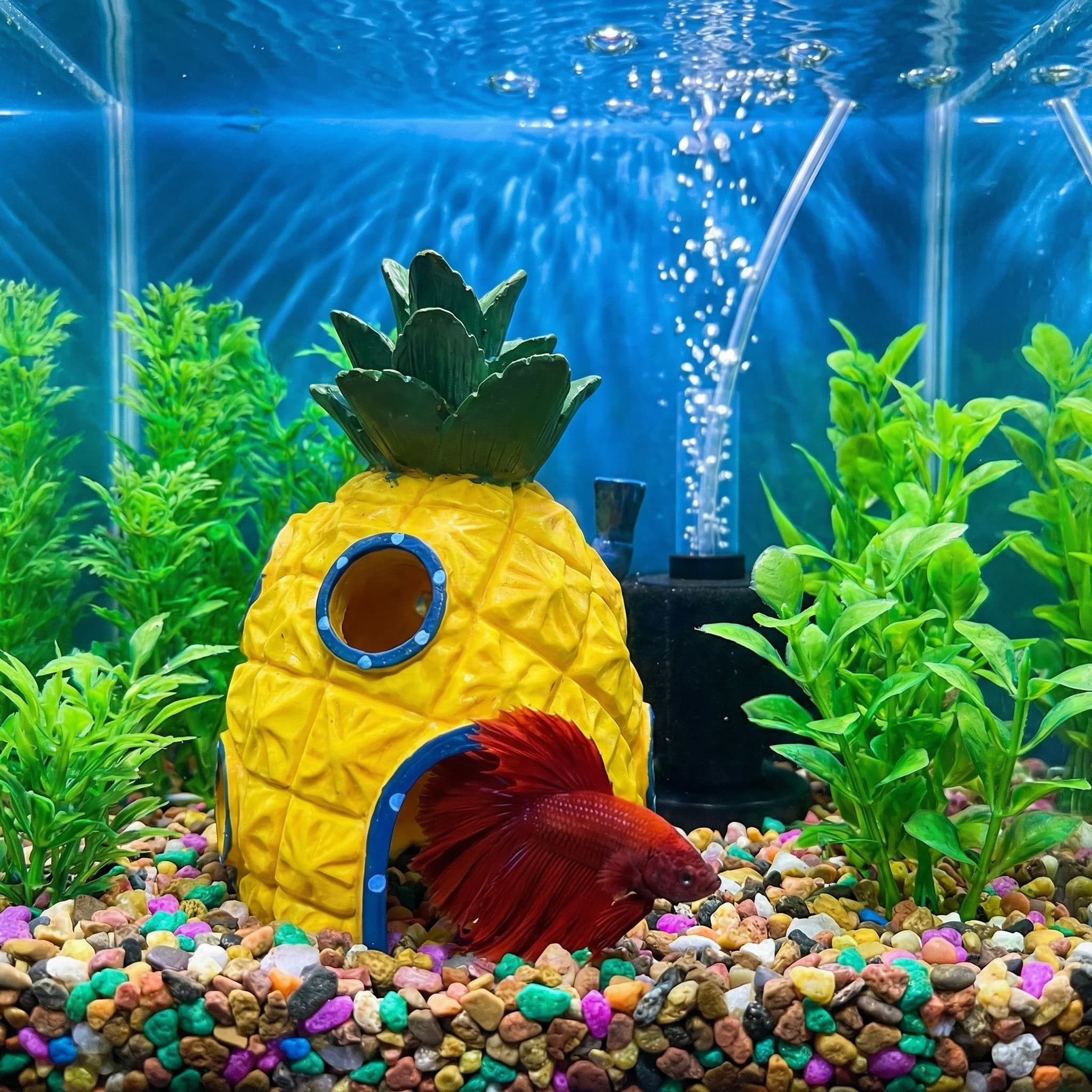 Pineapple House Aquarium Decor - Aquarium Fish Hideout ulasan dan harga